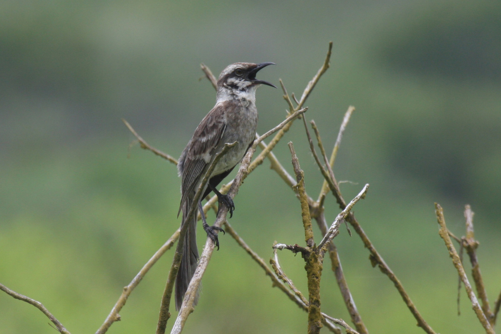 image Long-tailed Mockingbird